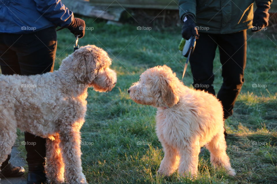 Walk with dogs