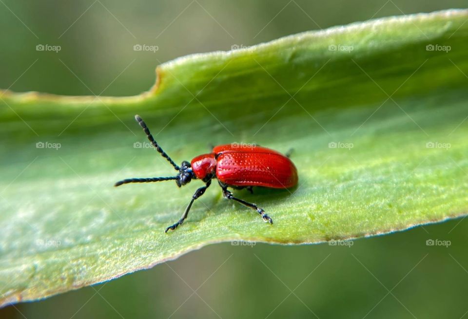 Red insect
