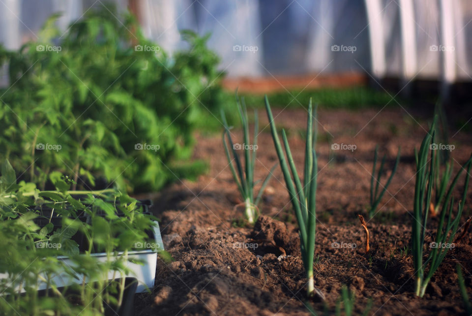 Growth, Agriculture, No Person, Nature, Garden