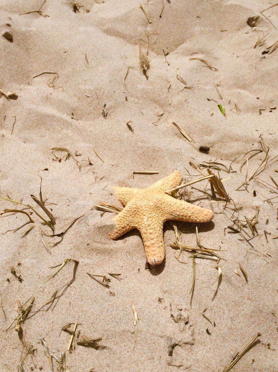 Starfish