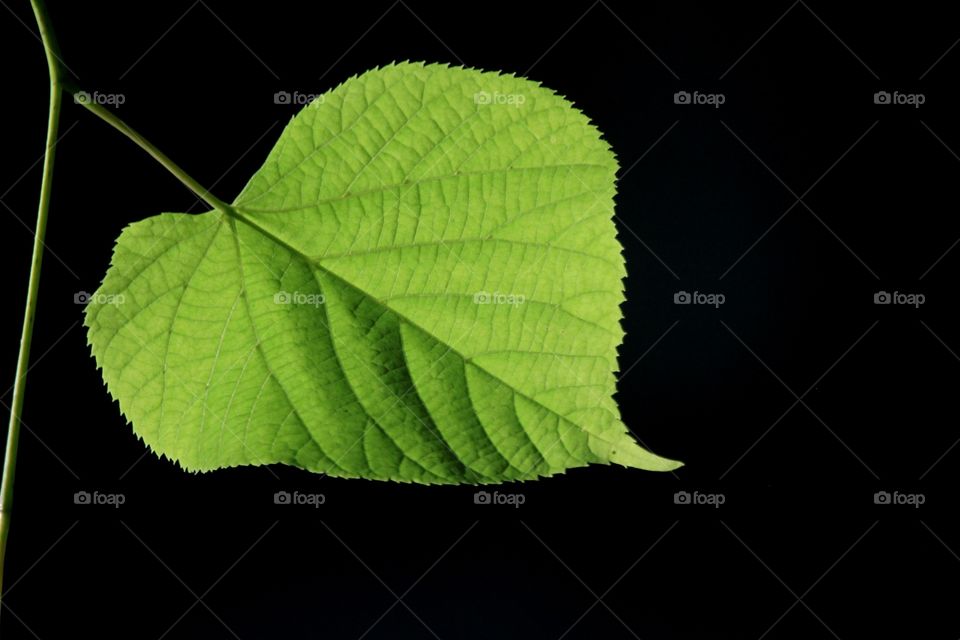 Leaf