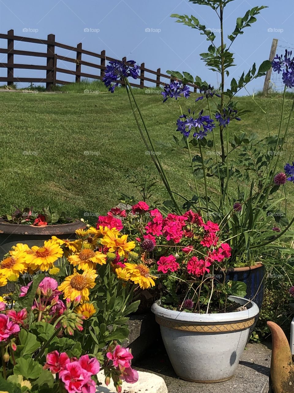 Summer blooms