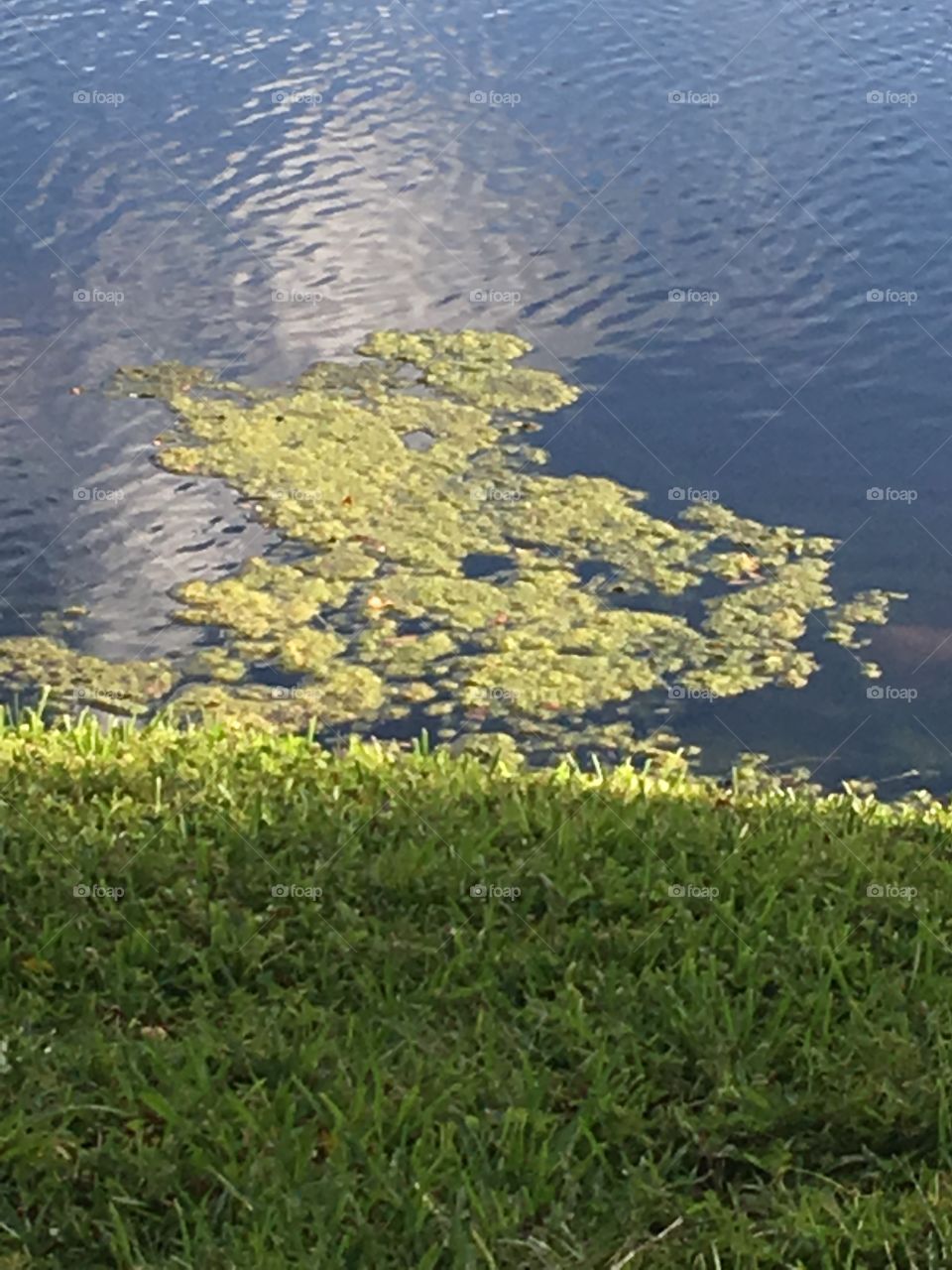 Algae on the water 