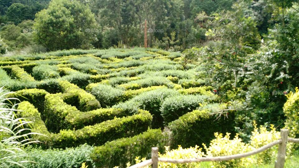 Try to find out.Green maze.