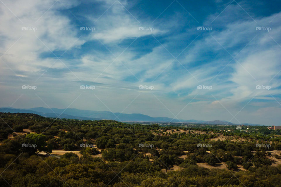 Forest in Madrid
