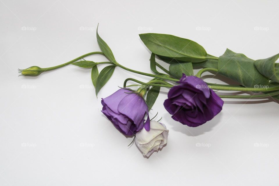 Purple roses