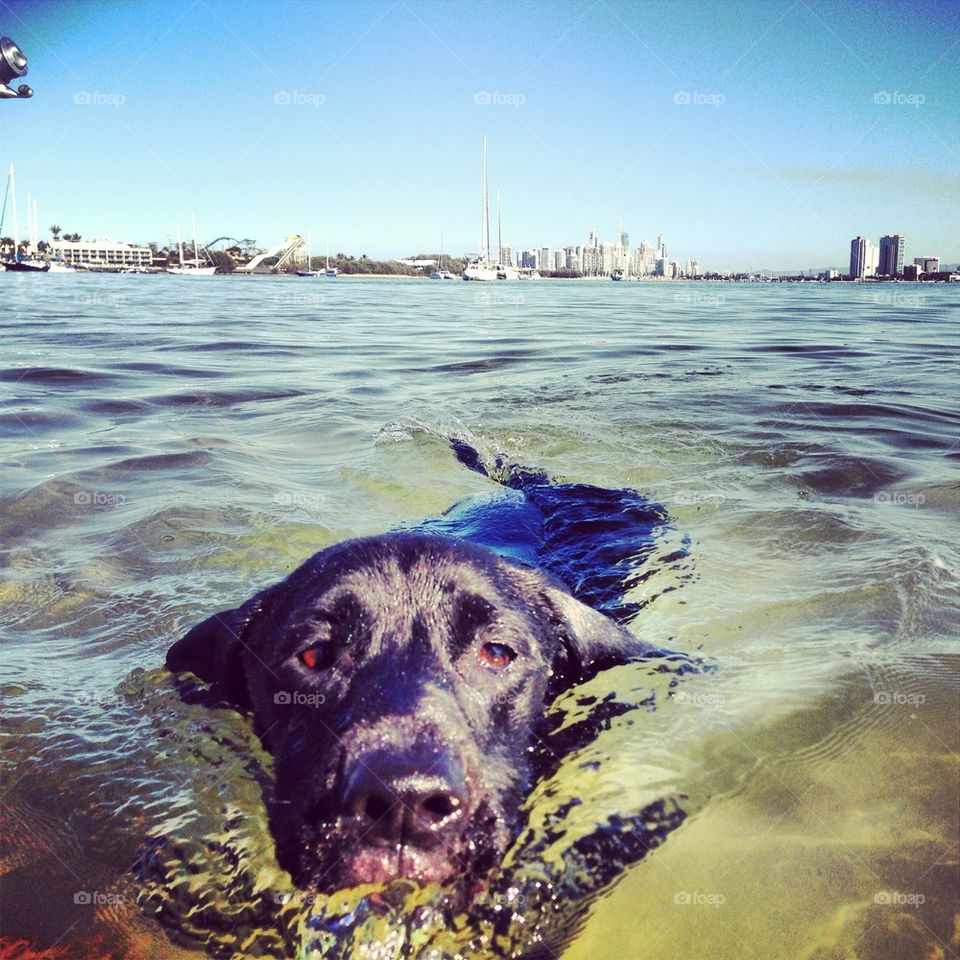 Swimming dog