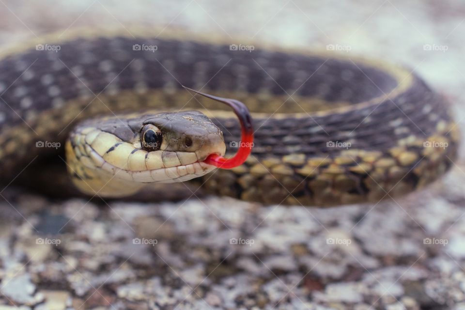 Garter snake sticks it’s tongue out as it curls up
