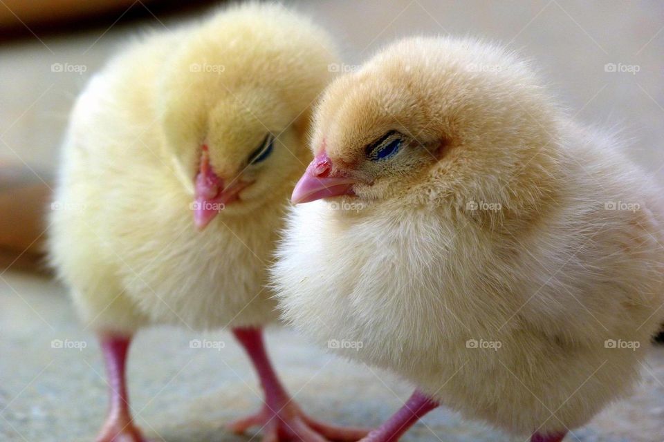 chicks