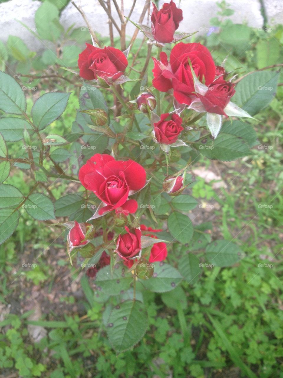 Red Roses