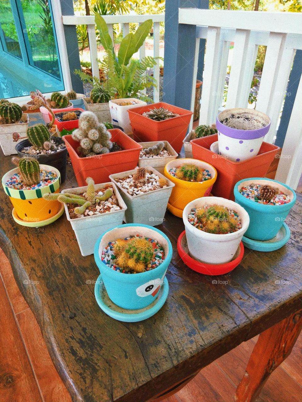 At one time, Thai people liked to raise cacti. But nowadays it's not popular anymore.
