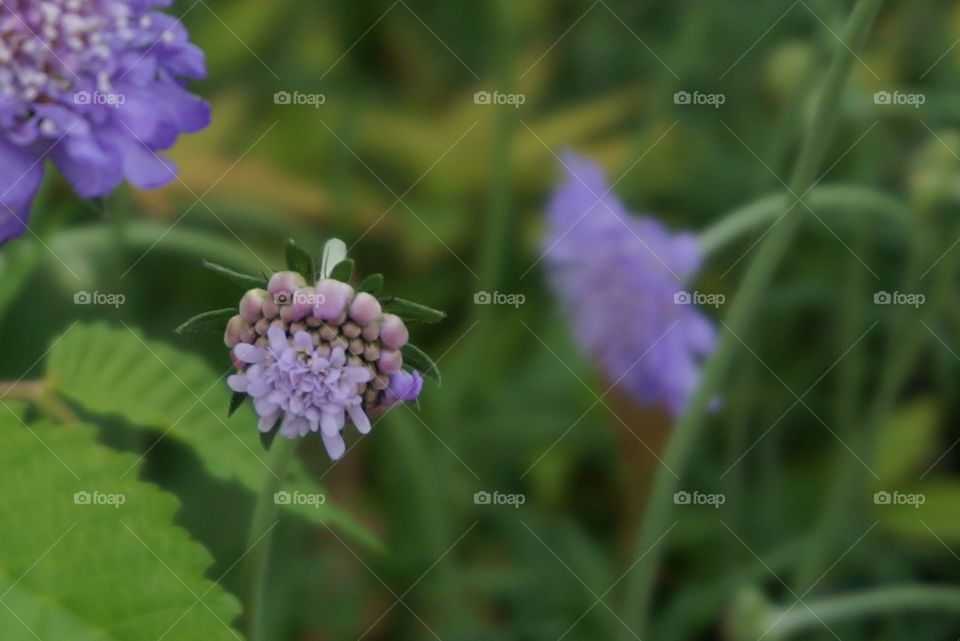 Close-up of purple flower bud