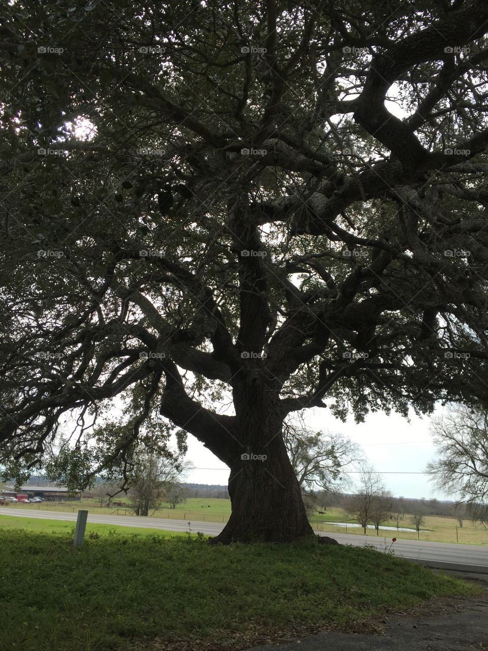 Giant oak tree in Luling, Texas.