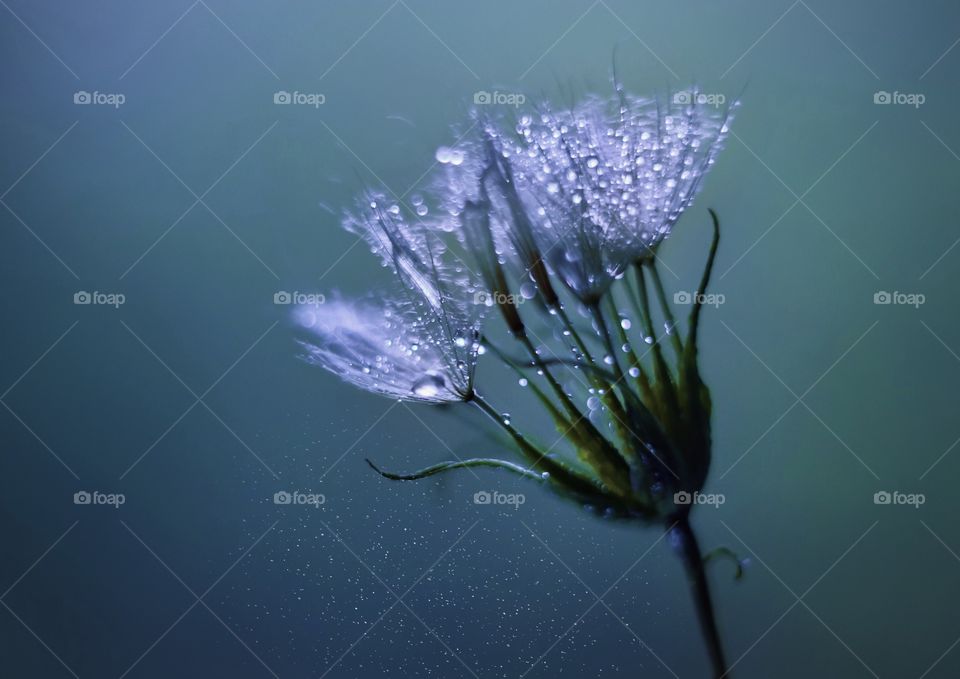 Dandelion in drops 