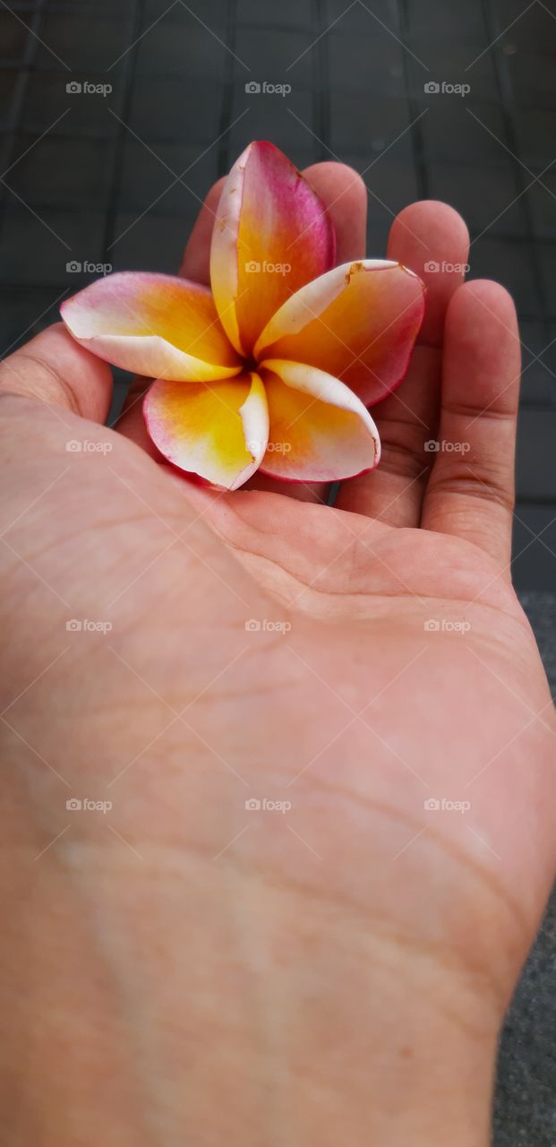 The colorful frangipani flower in a left palm hand. This is categorized as decorative flower and it is commonly used as a means of praying. This is mostly found in tropical countries.