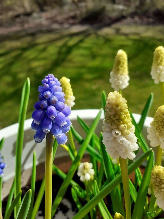 spring flowers