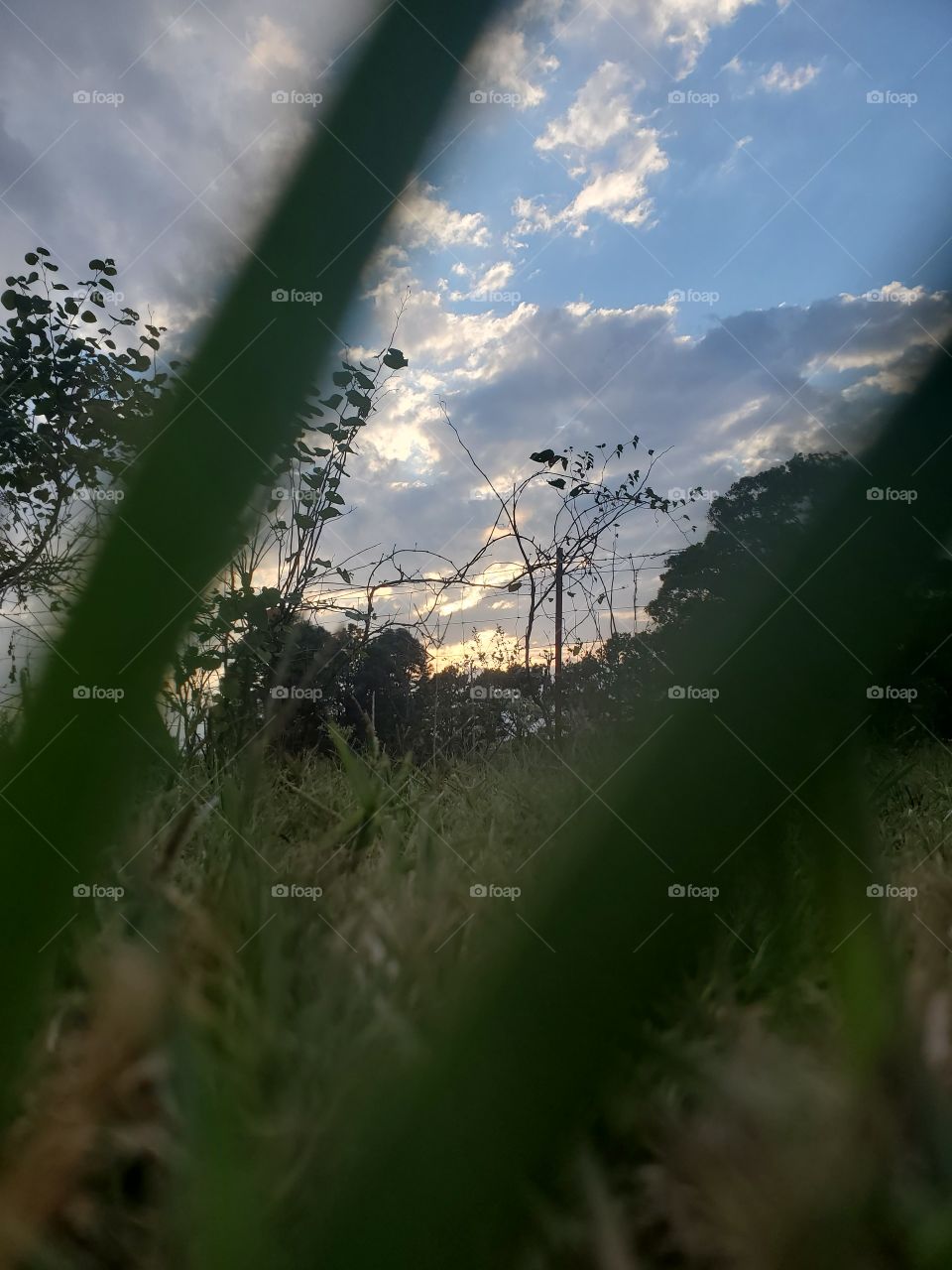 Skyview between blades of grass in the evening sun