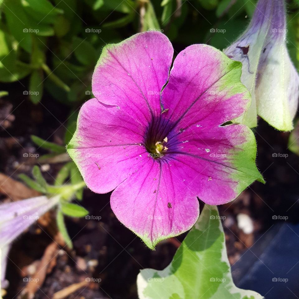 vibrant flower