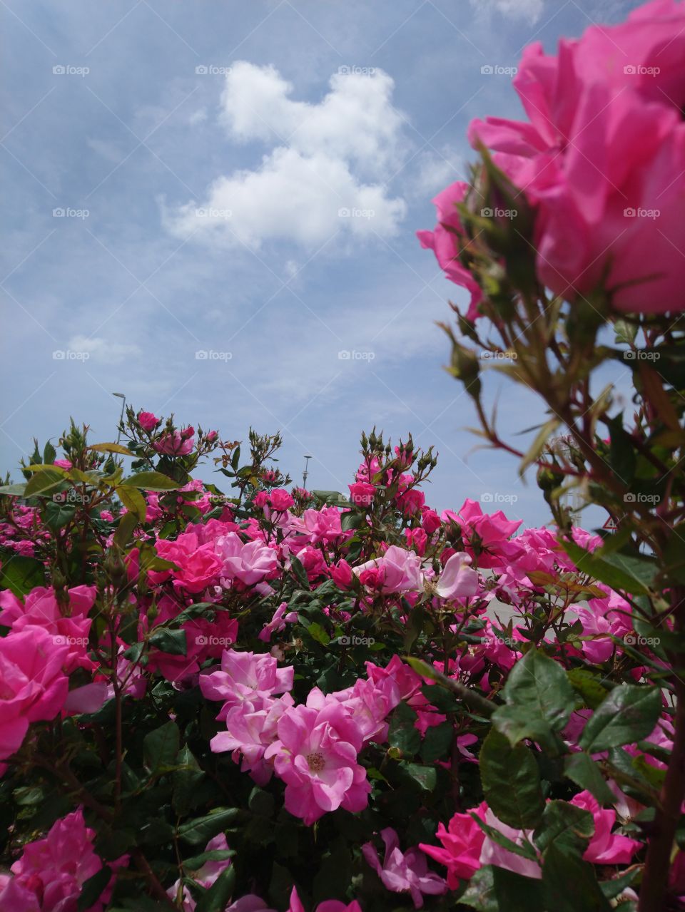 Garden roses