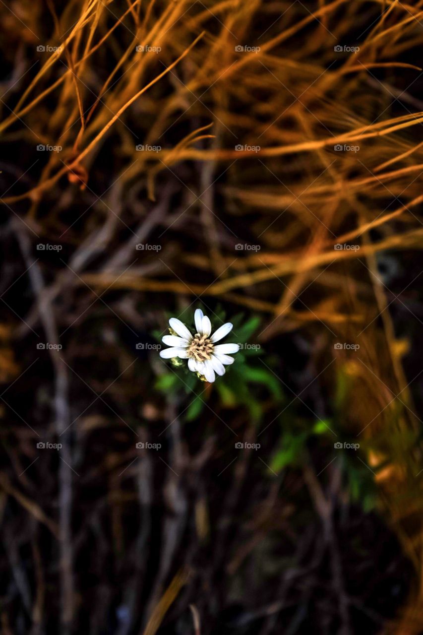 Little white forks flower among color 