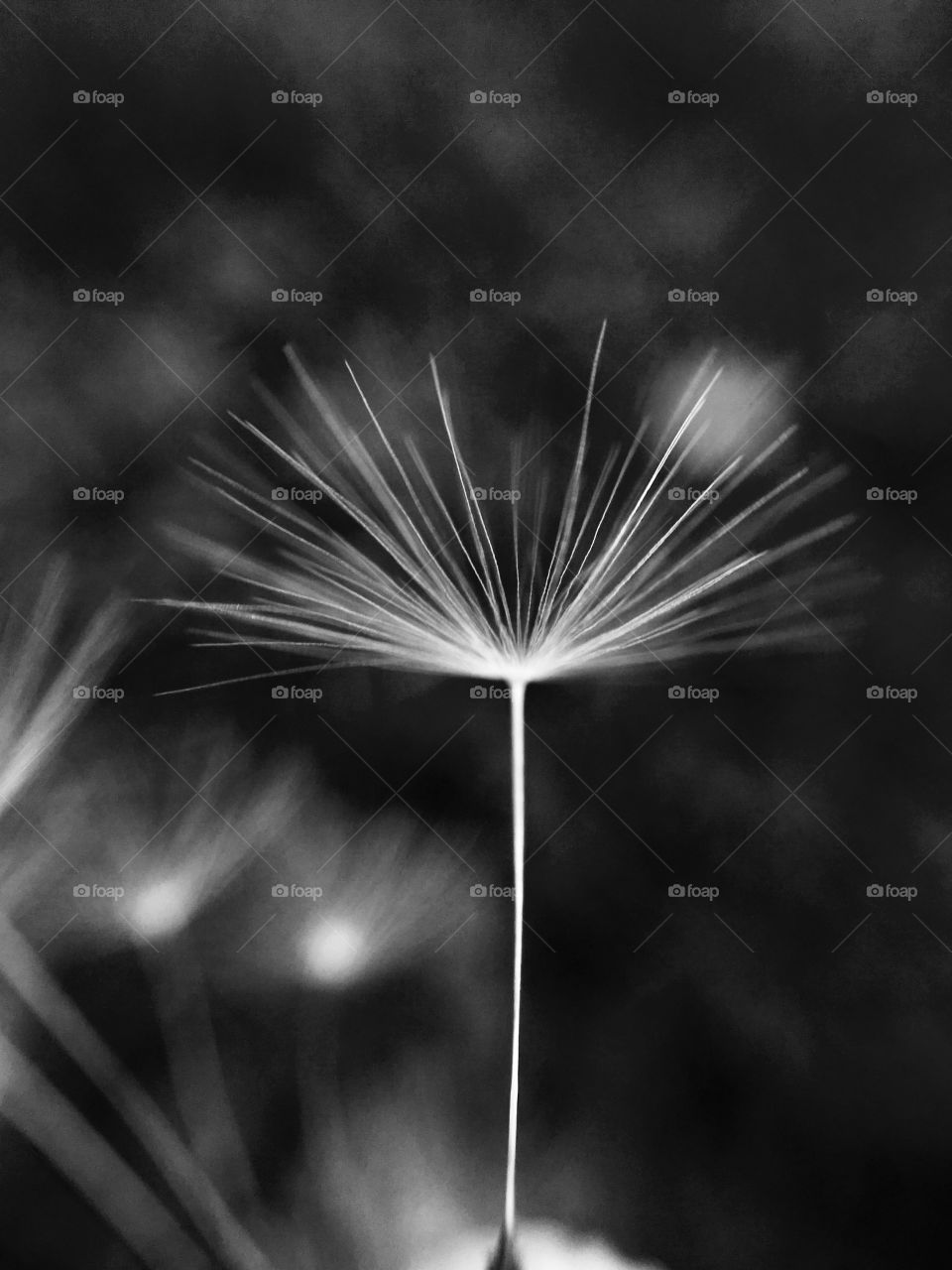 Dandelion seed 