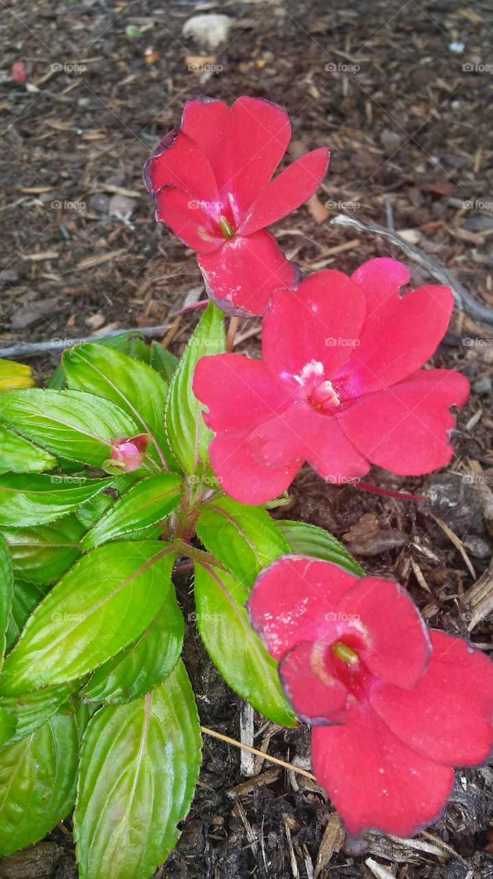 Flower, Nature, No Person, Flora, Leaf