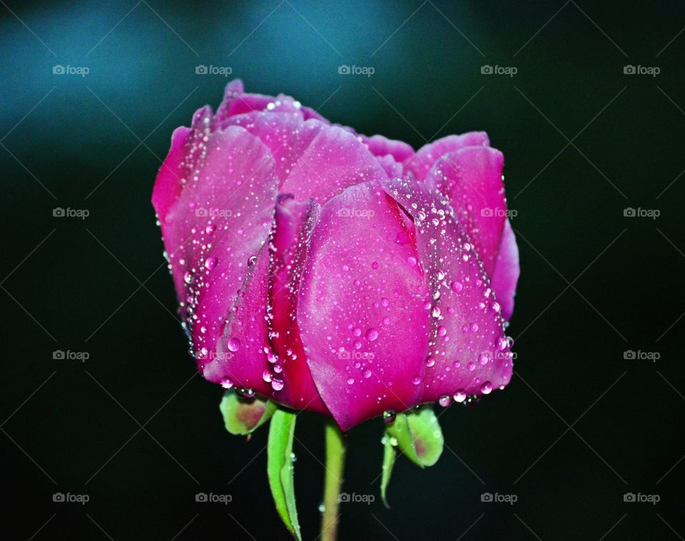 peony in the rain