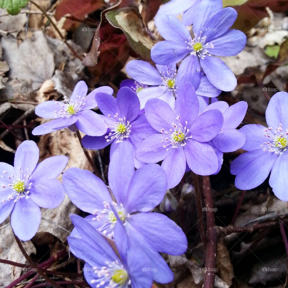 Close-up of flowers