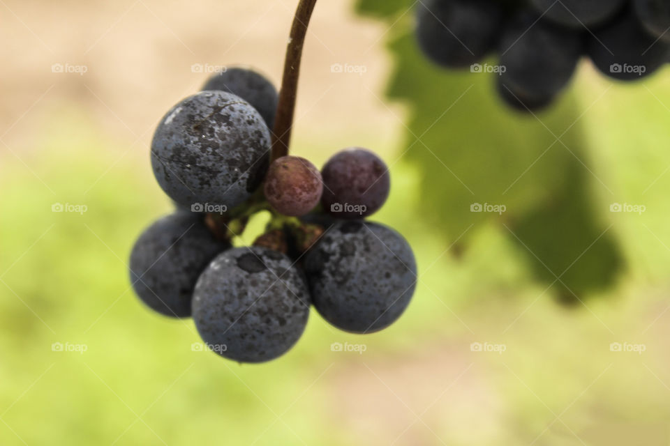 A Few Wine Grapes