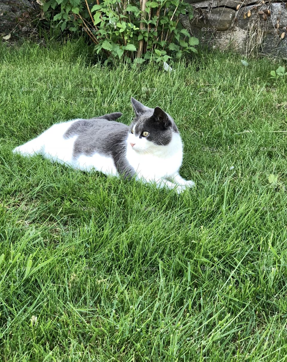 Grey and white cat 🐈