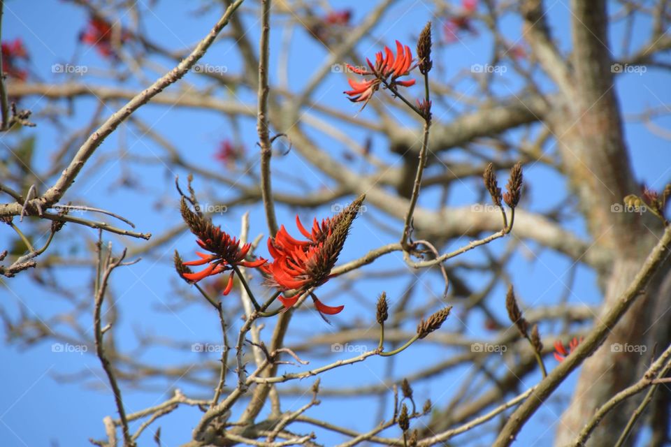 Red flower, Erythrina lysistemon 