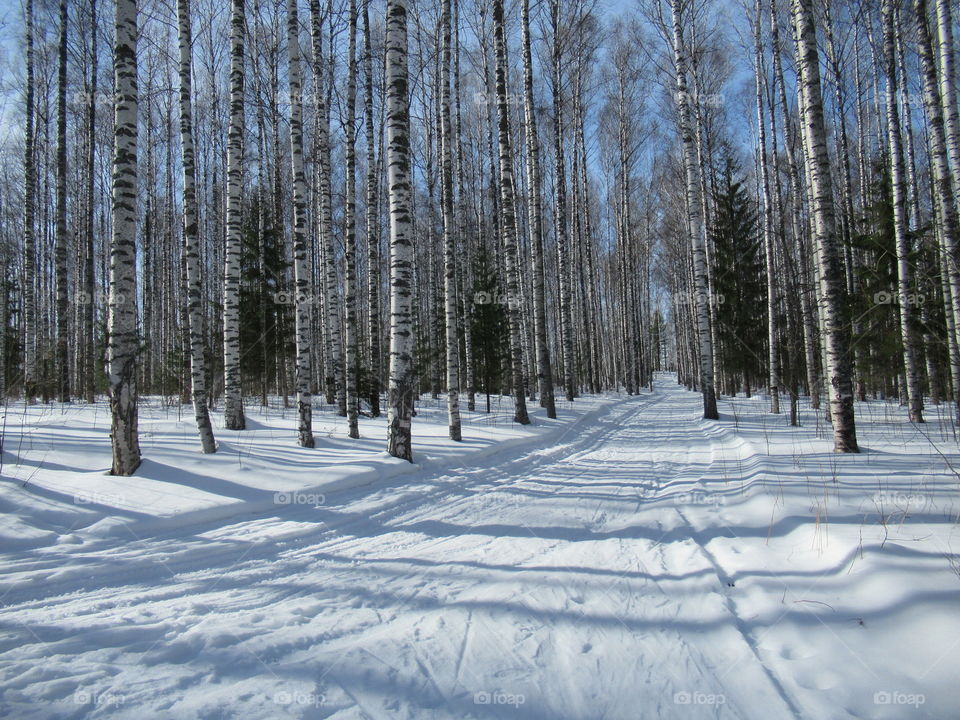 ski run in the forest in the Urals in Russia, March, sunny day