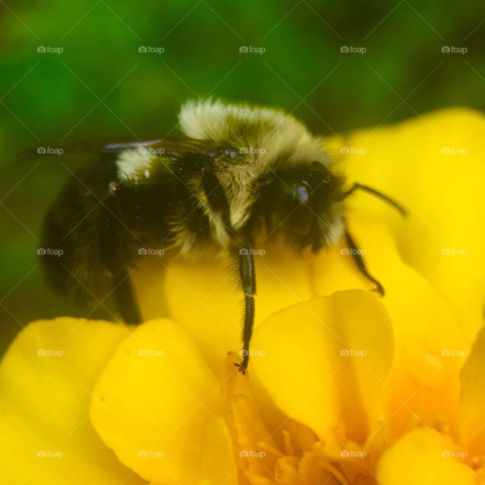 Bee searching for pollen 