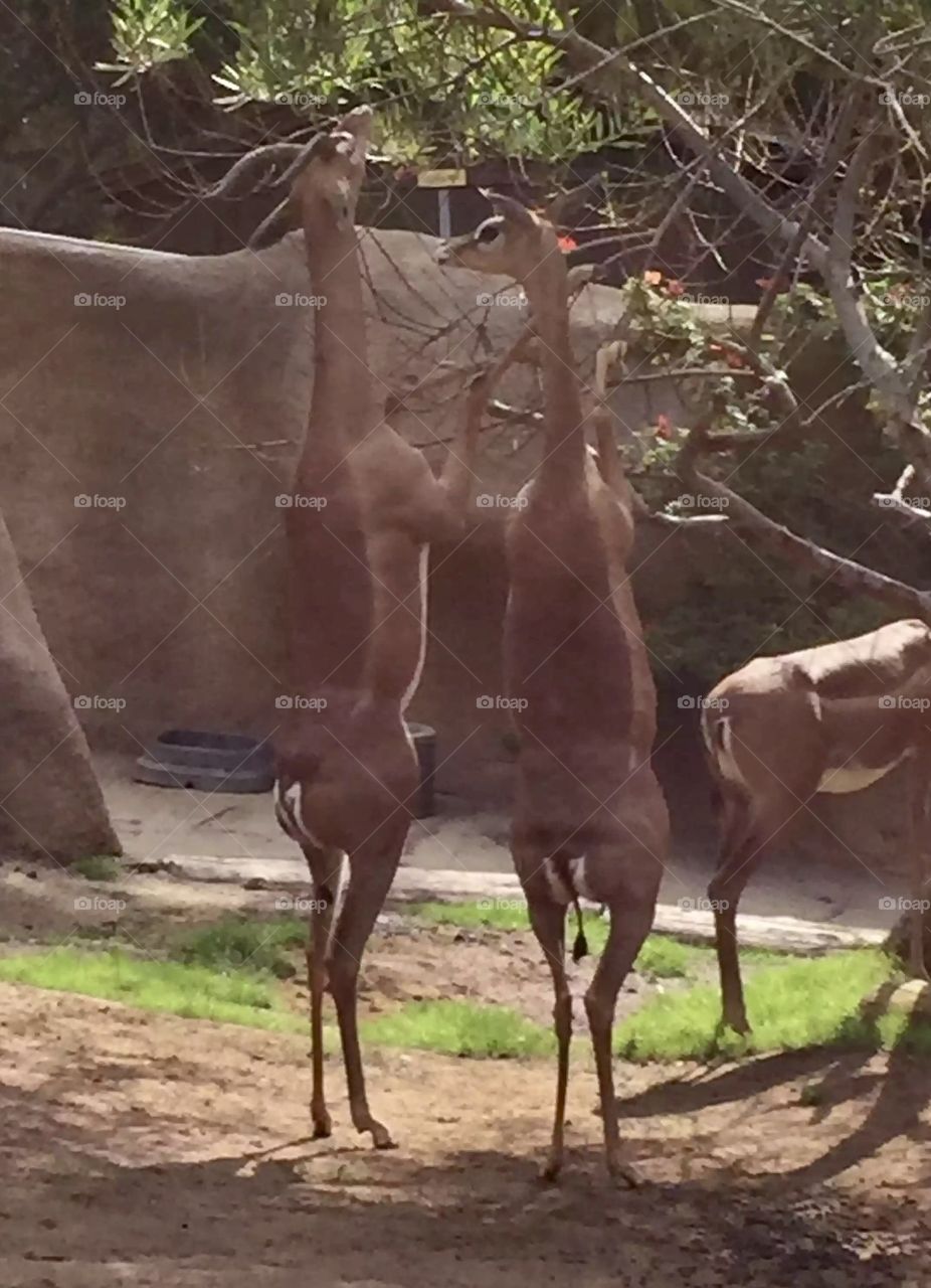 San Diego zoo 