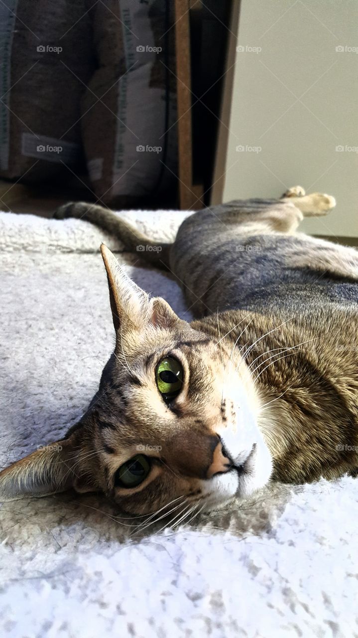 strike a pose. moss the cat