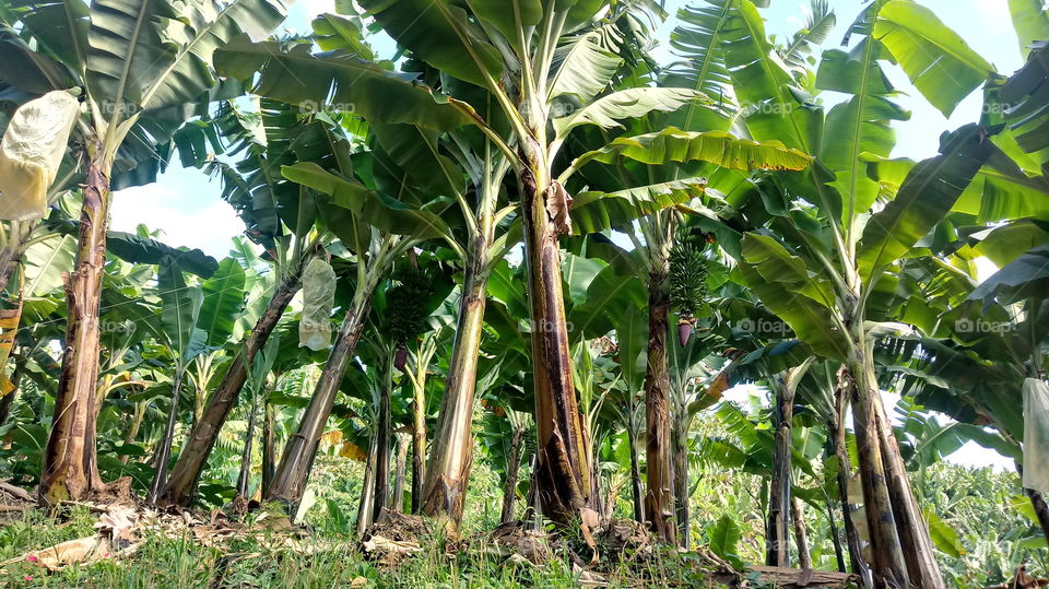 NO MEIO DAS BANANEIRAS