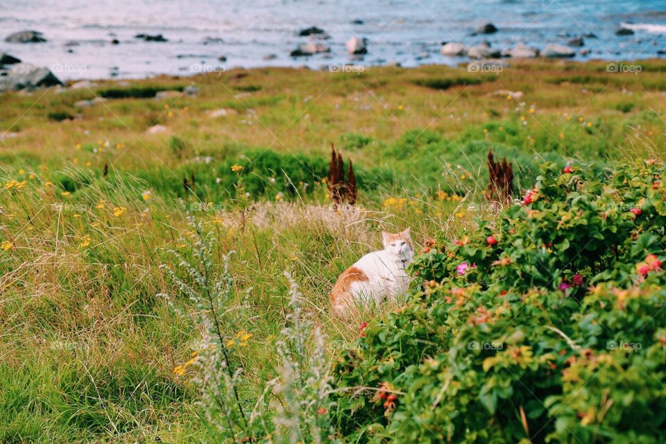 A countryside cat out walking