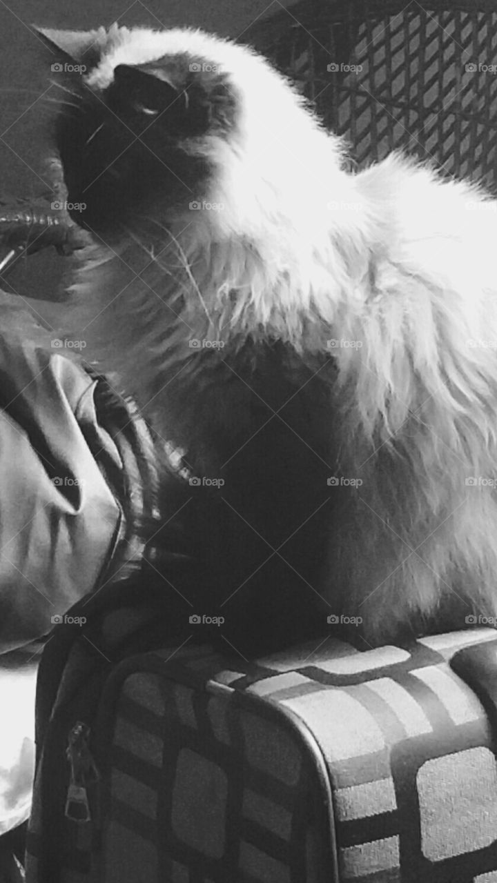 Sophie in Black and White