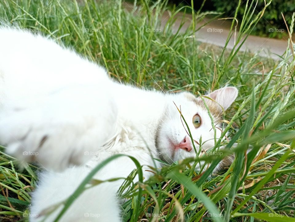 White fluffy male cat close-up. Animal photography