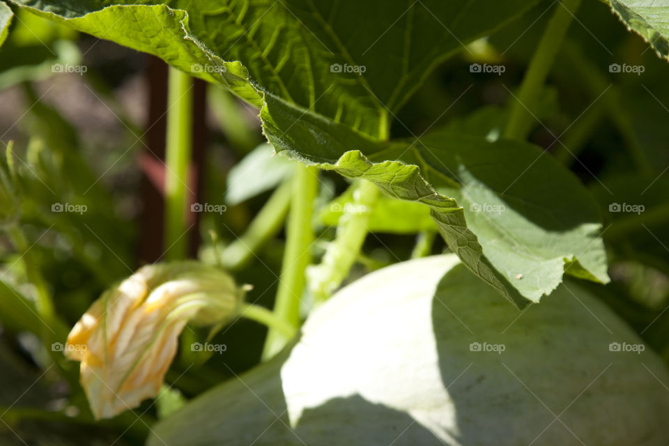 Leaf, No Person, Nature, Flora, Food