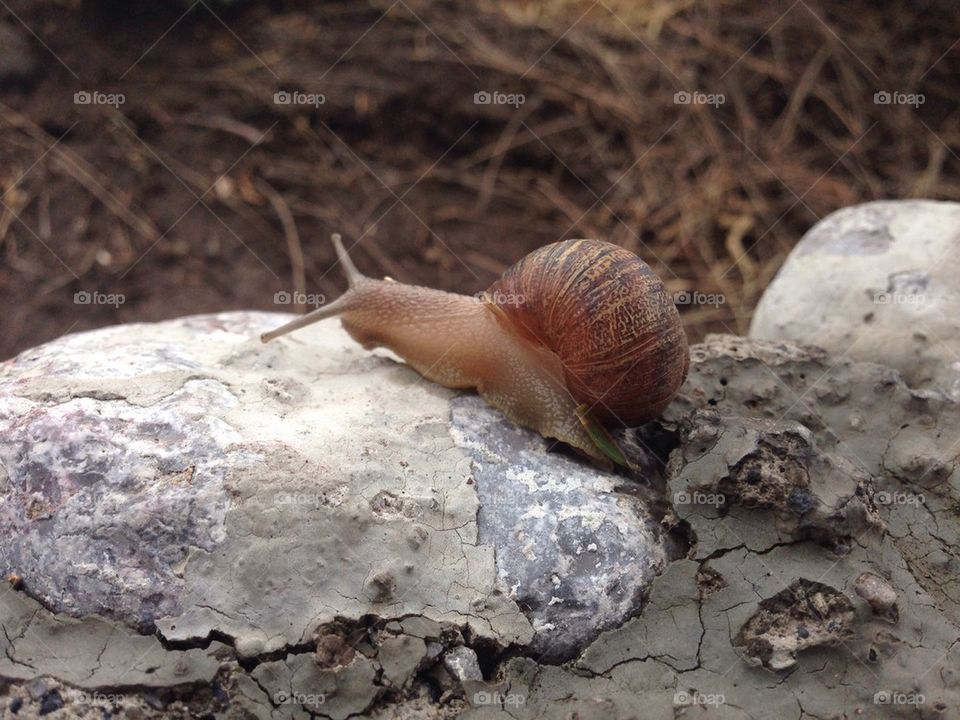 Snail
