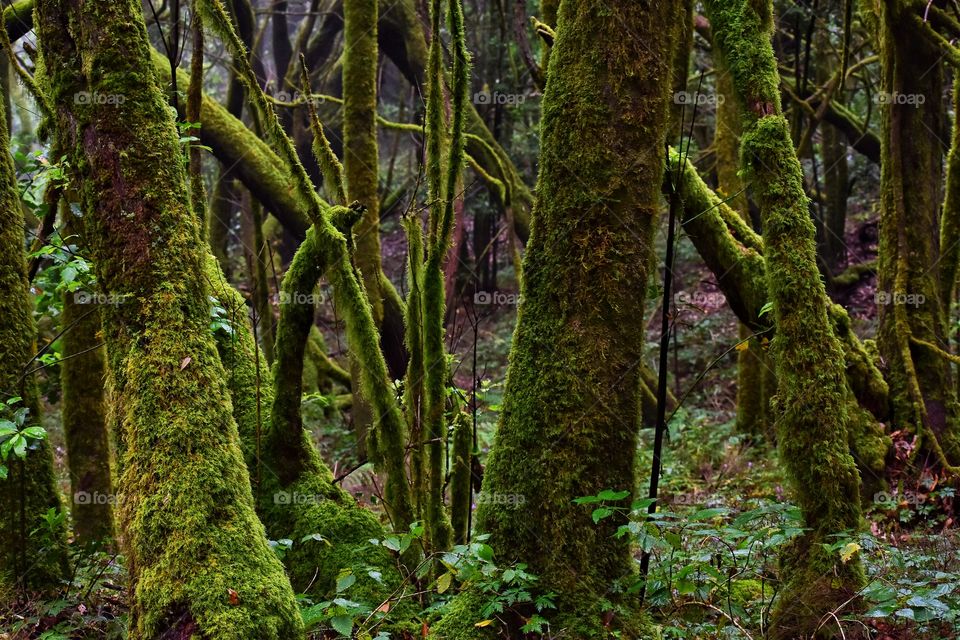 garajonay national park on la gomera canary island in Spain