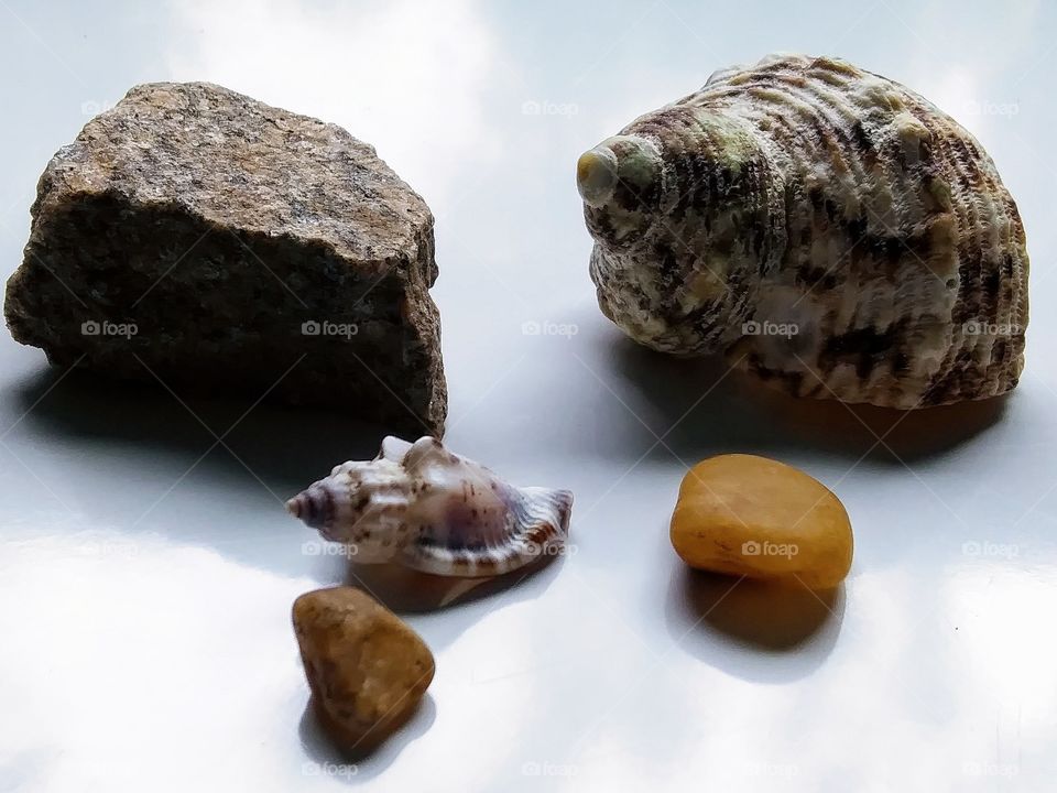 rocks and shells