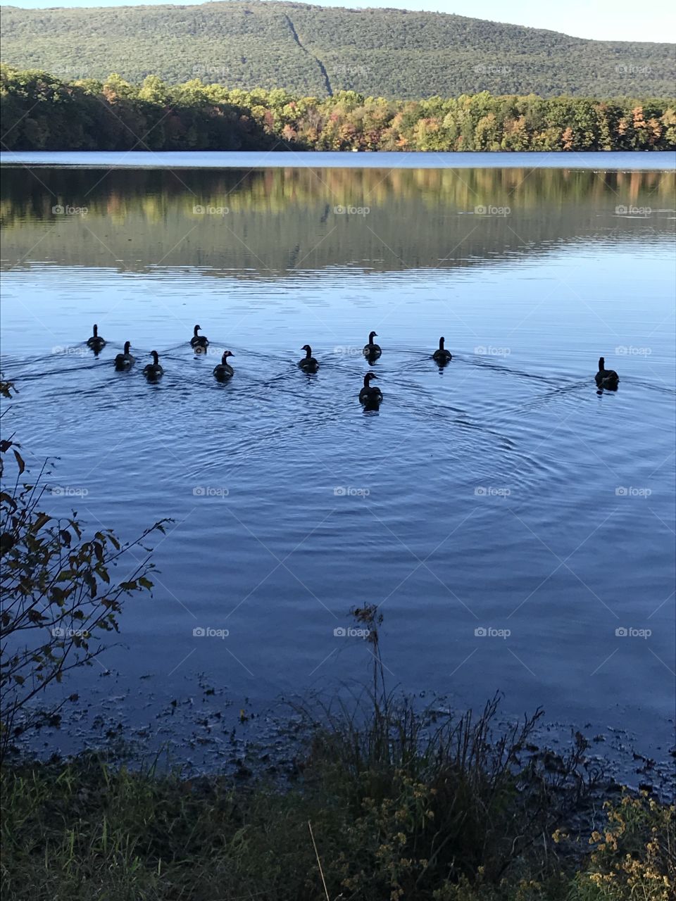 Geese swimming on the lake with fall leaves 