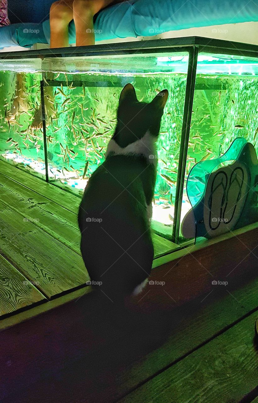 кот на рыбалке хочет съесть рыбку