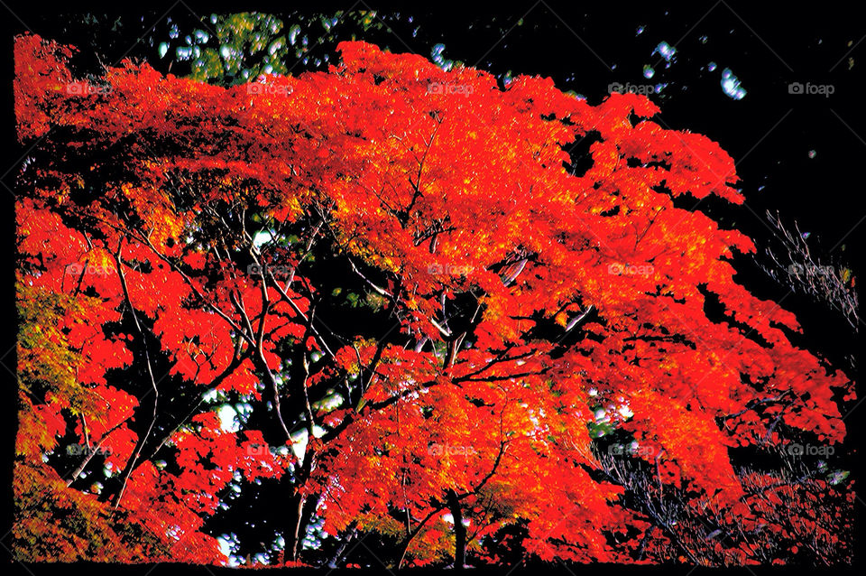 autumn japan kyoto momiji by kyleyates