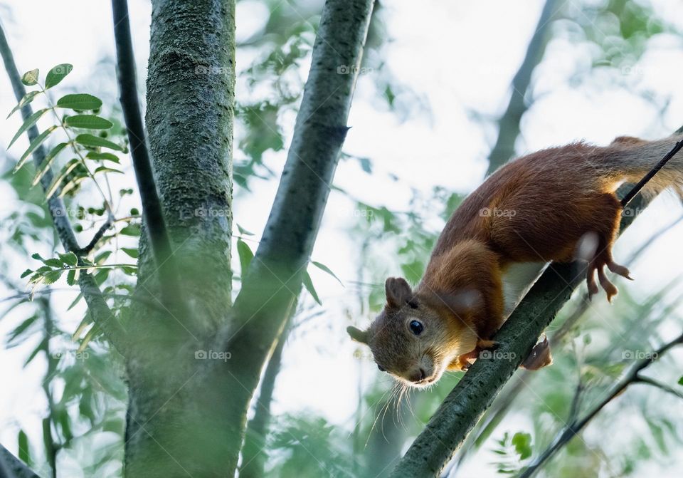 Squirrel on a tree 