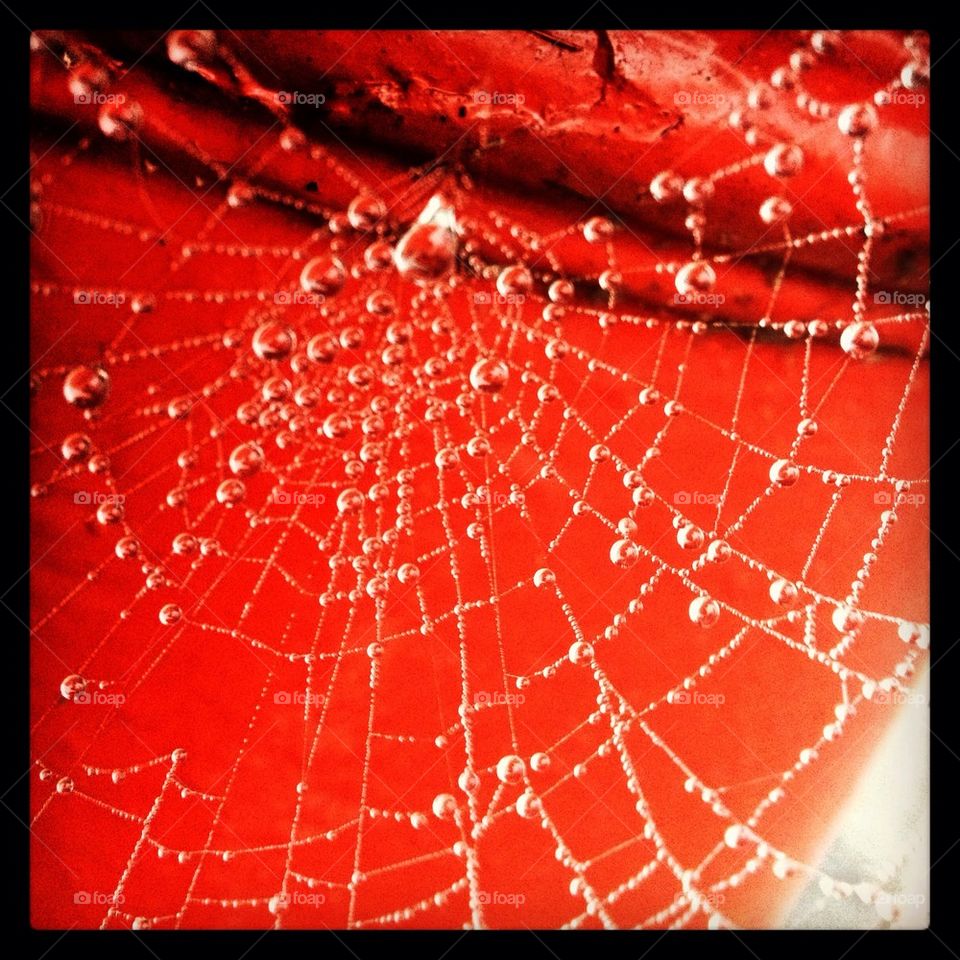 Morning dew on a spider web, London post box