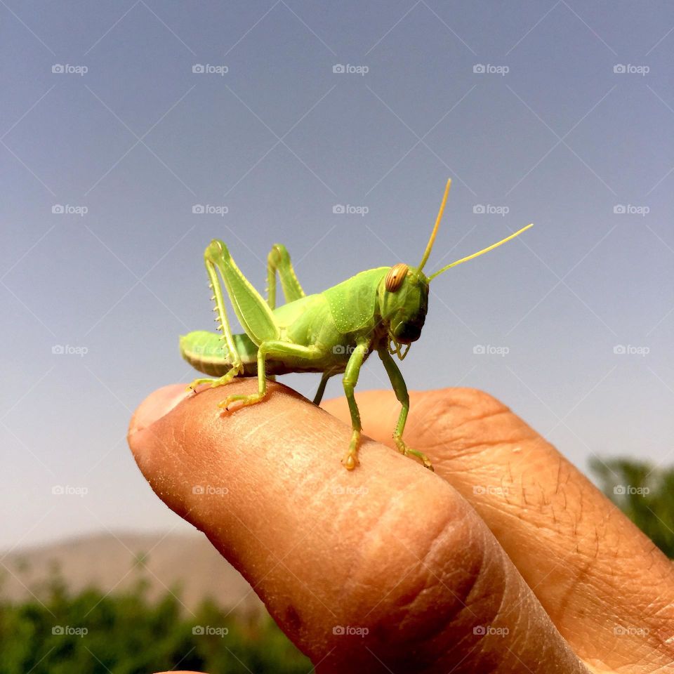 green grasshopper