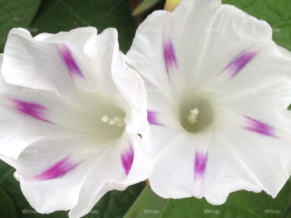Delicate morning glories